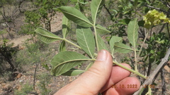 Vitex obovata