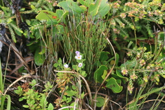 Chaenostoma campanulatum