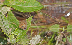 Hermeuptychia harmonia