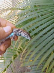 Aspidoscelis lineattissimus