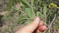 Vitex obovata