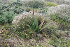 Gasteria acinacifolia