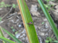 Apiomerus flaviventris