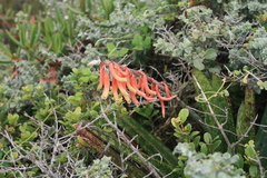 Gasteria acinacifolia