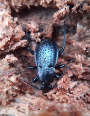Carabus arvensis