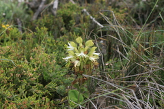 Bonatea speciosa
