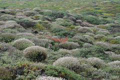 Gasteria acinacifolia