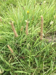 Plantago lanceolata