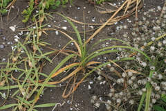 Cyperus brevis