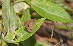 Hermeuptychia harmonia