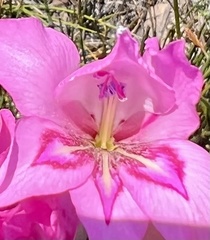 Gladiolus ornatus