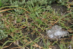 Mesembryanthemum canaliculatum