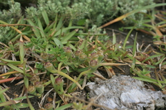 Mesembryanthemum canaliculatum