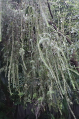 Phlegmariurus varius