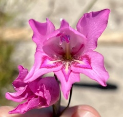 Gladiolus ornatus