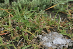 Mesembryanthemum canaliculatum