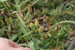 Mesembryanthemum canaliculatum