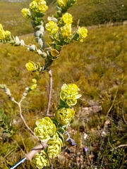 Thesium euphorbioides