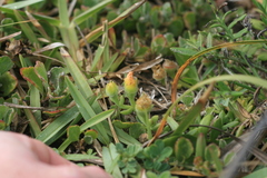 Mesembryanthemum canaliculatum