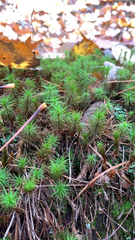 Polytrichum commune