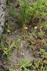 Sporobolus virginicus