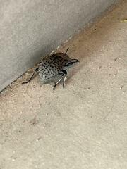 Scotobius pilularius