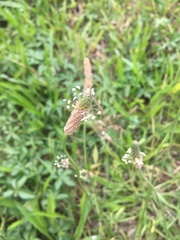 Plantago lanceolata