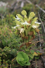 Bonatea speciosa