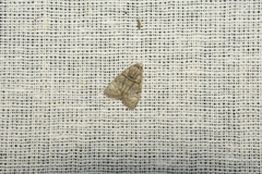Chlumetia transversa