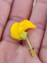 Cyclopia pubescens