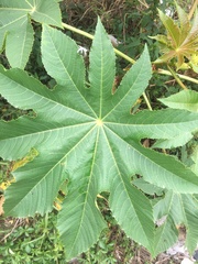 Ricinus communis