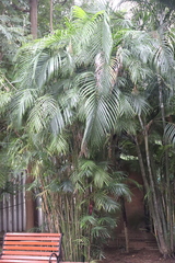 Dypsis lutescens