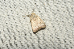 Caradrina montana