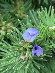 Psoralea vanberkelae