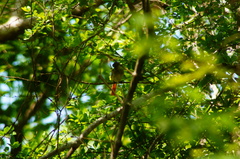 Ramphotrigon flammulatum