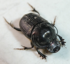 Onthophagus taurus