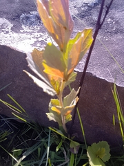 Rhoicissus tridentata