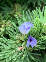 Psoralea vanberkelae