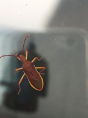 Gonocerus insidiator