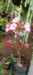 Adenium