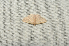 Cerynea punctilinealis