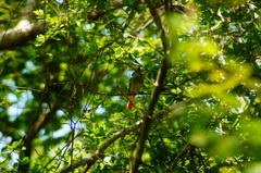 Ramphotrigon flammulatum