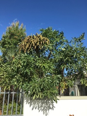 Cussonia