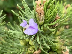 Psoralea vanberkelae