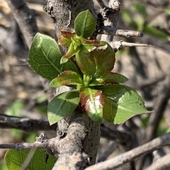 Commiphora glandulosa