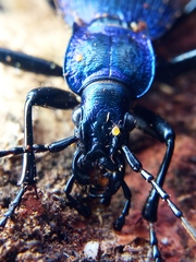 Carabus intricatus