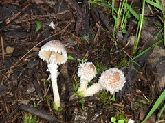 Psathyrella suavissima