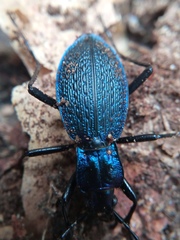 Carabus intricatus