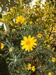 Euryops