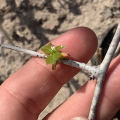 Commiphora glandulosa